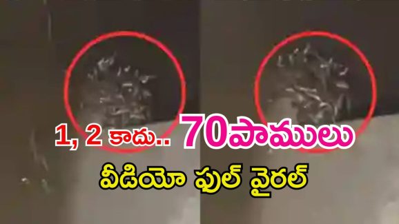 70 Snakes: టాయిలెట్ ట్యాంక్‌లో 70 పాములు.. వీడియో చూస్తే వణికిపోతారు!