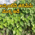 Tippa Teega Benefits: తిప్ప తీగ ఆకు తింటే మీ తిప్పలన్నీ మాయం..
