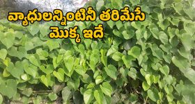 Suriya : రెట్రో కలెక్షన్స్..ఫౌండేషన్ కు సూర్య భారీ విరాళం.. ఫ్యాన్స్ ఫిదా..