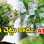 Earn Money: చెట్లకు డబ్బులు.. త్వరపడండి.. డోంట్ మిస్!