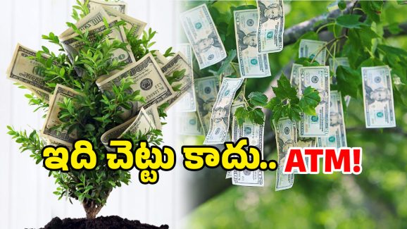 Earn Money: చెట్లకు డబ్బులు.. త్వరపడండి.. డోంట్ మిస్!