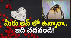 Real Love Story: గులకరాయితో ప్రేమ.. ఆపై రొమాన్స్.. ఇదేం లవ్ బాబోయ్.. ఇదో వెరైటీ!
