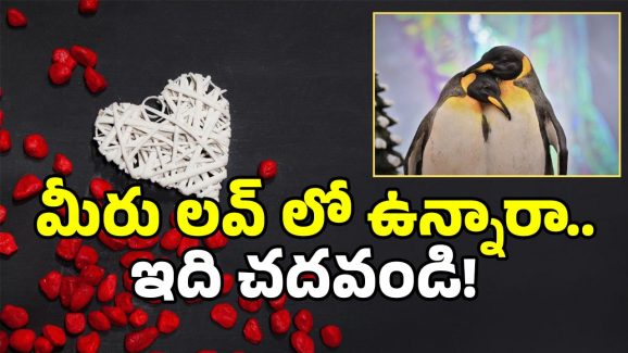 Real Love Story: గులకరాయితో ప్రేమ.. ఆపై రొమాన్స్.. ఇదేం లవ్ బాబోయ్.. ఇదో వెరైటీ!