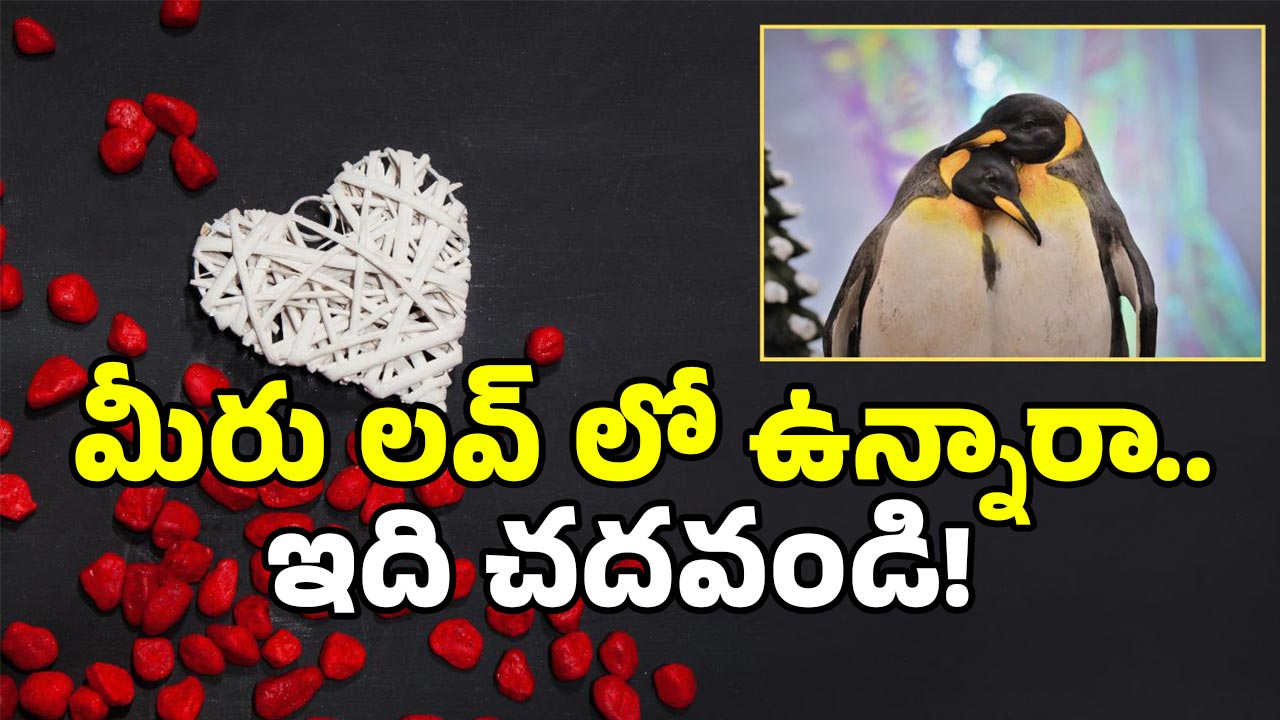 Real Love Story: గులకరాయితో ప్రేమ.. ఆపై రొమాన్స్.. ఇదేం లవ్ బాబోయ్.. ఇదో వెరైటీ!