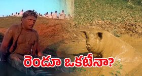 BJP vs Prakash Raj: ప్రకాష్ రాజ్.. బురదలో పంది? బీజేపీ షాకింగ్ పోస్ట్