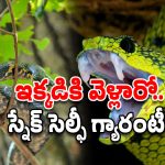 Snake Trees: ఈ చెట్ల కింద కూర్చున్నారా? పైన పాము గ్యారంటీ.. తస్మాత్ జాగ్రత్త!