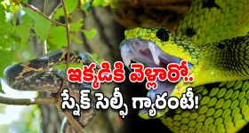 Snake Trees: ఈ చెట్ల కింద కూర్చున్నారా? పైన పాము గ్యారంటీ.. తస్మాత్ జాగ్రత్త!