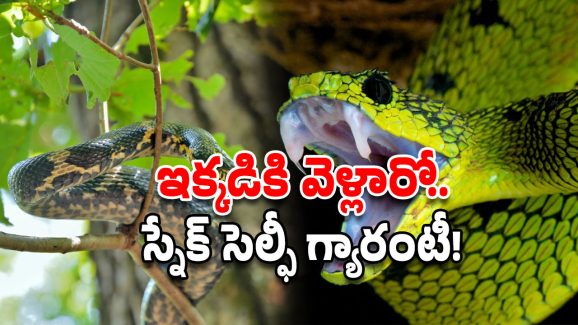 Snake Trees: ఈ చెట్ల కింద కూర్చున్నారా? పైన పాము గ్యారంటీ.. తస్మాత్ జాగ్రత్త!