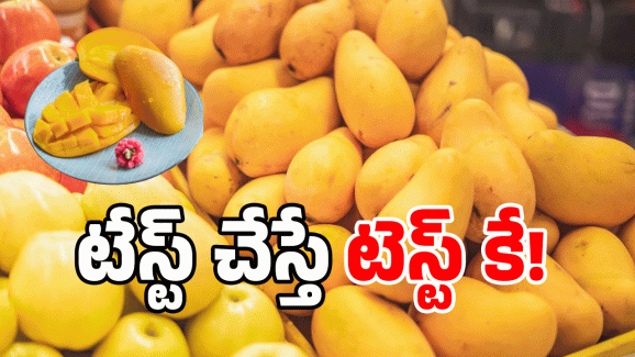 Mangoes: మామిడికి డేంజర్ బెల్.. వీళ్లు మనుషులేనా? మరీ ఇలా చేస్తారా?