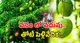 Mancherial district: మామిడి చెట్లకు పెళ్లి.. రైతన్న స్టైల్ లో రచ్చ!