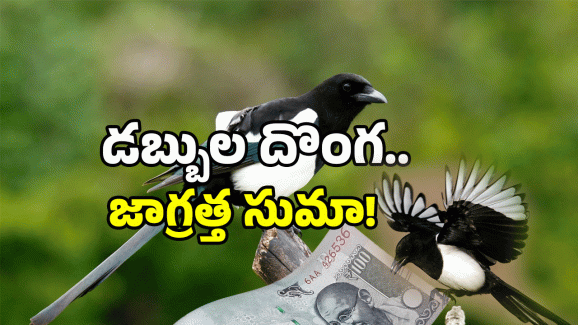 Viral Video: డబ్బులు చోరీ చేసిన పక్షి.. ఈ గ్యాంగ్ తో పని కాదు..