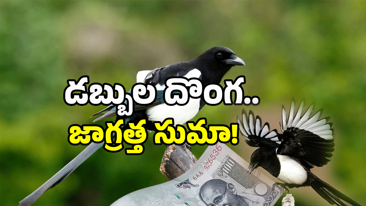 Viral Video: డబ్బులు చోరీ చేసిన పక్షి.. ఈ గ్యాంగ్ తో పని కాదు..