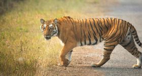 Telangana : పట్టిస్తే రూ.4 కోట్లు.. పులులు vs వేటగాళ్లు..