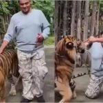 Viral Video : పులితో రీల్స్.. దెబ్బకు మైండ్‌బ్లాక్.. వీడియో వైరల్..