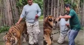 Viral Video : పులితో రీల్స్.. దెబ్బకు మైండ్‌బ్లాక్.. వీడియో వైరల్..