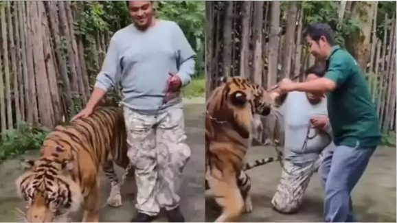 Viral Video : పులితో రీల్స్.. దెబ్బకు మైండ్‌బ్లాక్.. వీడియో వైరల్..