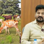 Telangana : గోశాలలపై సీఎం రేవంత్ ఫోకస్.. బీజేపీకి చెక్?