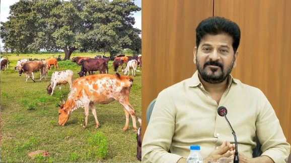 Telangana : గోశాలలపై సీఎం రేవంత్ ఫోకస్.. బీజేపీకి చెక్?