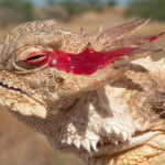 Blood with venom: కళ్లనుంచి విషపు రక్తం.. ఆత్మరక్షణకు అదే ఆయుధం