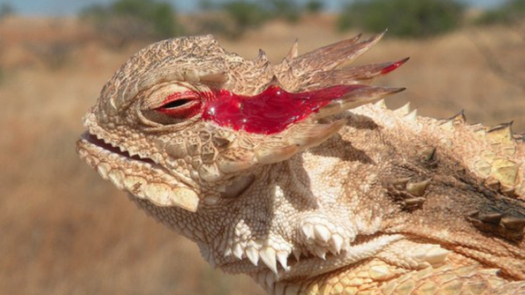 Blood with venom: కళ్లనుంచి విషపు రక్తం.. ఆత్మరక్షణకు అదే ఆయుధం