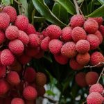 Lychee Benefits: లిచీ తింటే కలిగే ప్రయోజనాలు తెలిస్తే.. అస్సలు వదిలిపెట్టరు !