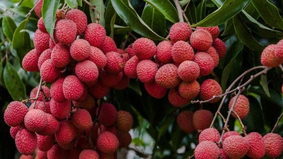 Lychee Benefits: లిచీ తింటే కలిగే ప్రయోజనాలు తెలిస్తే.. అస్సలు వదిలిపెట్టరు !