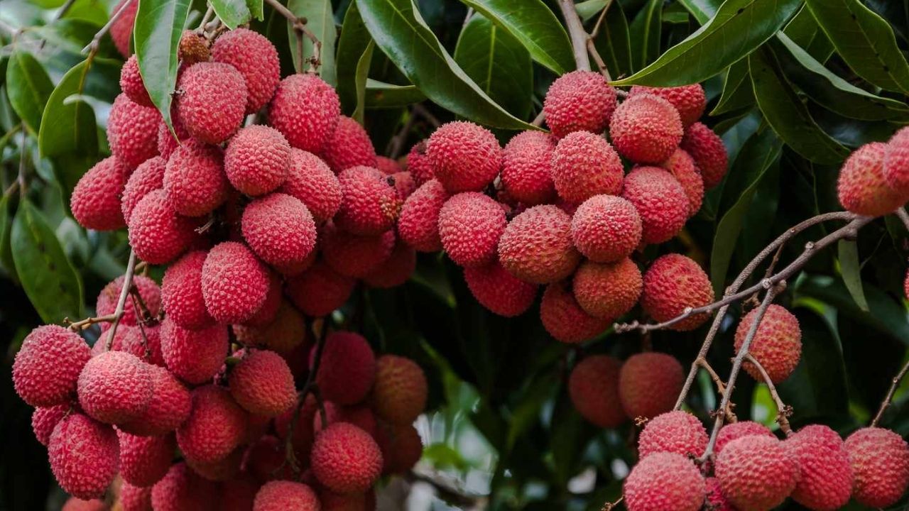 Lychee Benefits: లిచీ తింటే కలిగే ప్రయోజనాలు తెలిస్తే.. అస్సలు వదిలిపెట్టరు !
