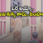 Viral Video: ఊళ్లోకి వచ్చిన సింహాన్ని పట్టుకొని కట్టేసిన గ్రామస్తులు, నెట్టింట వీడియో వైరల్!