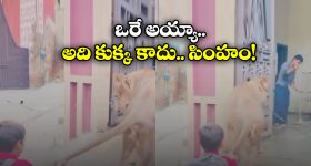 Viral Video: ఊళ్లోకి వచ్చిన సింహాన్ని పట్టుకొని కట్టేసిన గ్రామస్తులు, నెట్టింట వీడియో వైరల్!