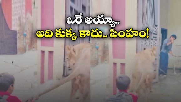 Viral Video: ఊళ్లోకి వచ్చిన సింహాన్ని పట్టుకొని కట్టేసిన గ్రామస్తులు, నెట్టింట వీడియో వైరల్!