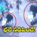 Viral Video: స్కూటీ నడిపిన ఎద్దు.. సోషల్ మీడియాలో వీడియో వైరల్!