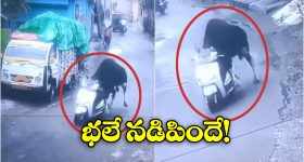 Viral Video: స్కూటీ నడిపిన ఎద్దు.. సోషల్ మీడియాలో వీడియో వైరల్!