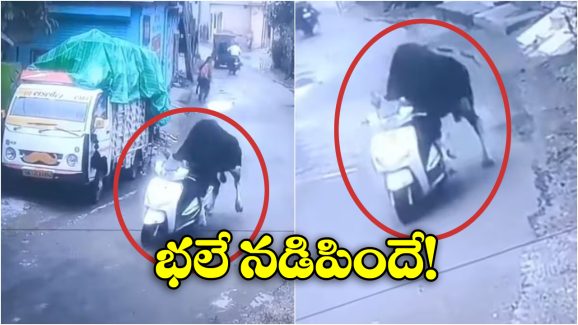 Viral Video: స్కూటీ నడిపిన ఎద్దు.. సోషల్ మీడియాలో వీడియో వైరల్!