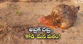 Mancherial district: మామిడి చెట్లకు పెళ్లి.. రైతన్న స్టైల్ లో రచ్చ!