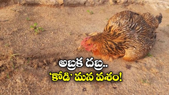 Viral Video: ఏంటీ.. ఆ గీతను చూస్తే కోళ్లు స్పృహ తప్పుతాయా? మీరు ట్రై చేశారా?