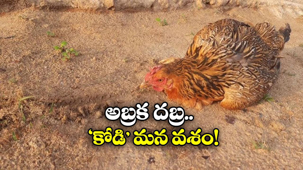 Viral Video: ఏంటీ.. ఆ గీతను చూస్తే కోళ్లు స్పృహ తప్పుతాయా? మీరు ట్రై చేశారా?