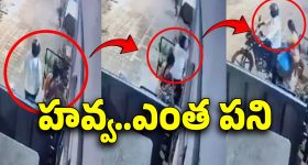 Pet Dog Kills Owner: మర్మాంగాలను కొరికి తిని..పెంపుడు కుక్క దాడికి బలైన ఓన‌ర్