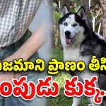 Pet Dog Kills Owner: మర్మాంగాలను కొరికి తిని..పెంపుడు కుక్క దాడికి బలైన ఓన‌ర్