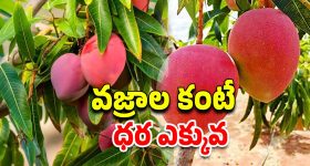 Rishad Hossain : పాకిస్థాన్ లో టామ్, మిచెల్ ఏడ్చారు.. ఇక జన్మలో ఆ దేశానికి వెళ్లరు