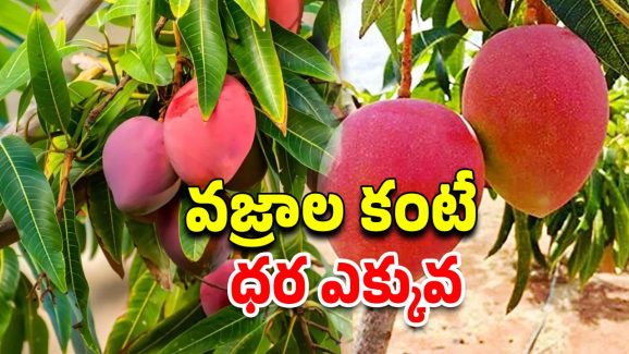 Mango Miyazaki:  ఖమ్మంలో జపాన్ మామిడి మియాజాకీ, ఆ తోటకు కుక్కలు కాపలా