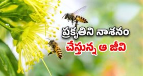World Honey Bee Day: తేనెటీగలు లేకపోతే మనుషలు లేరు.. పర్యావరణానికి పొంచి ఉన్న ప్రమాదం