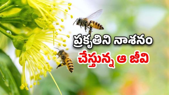World Honey Bee Day: తేనెటీగలు లేకపోతే మనుషలు లేరు.. పర్యావరణానికి పొంచి ఉన్న ప్రమాదం