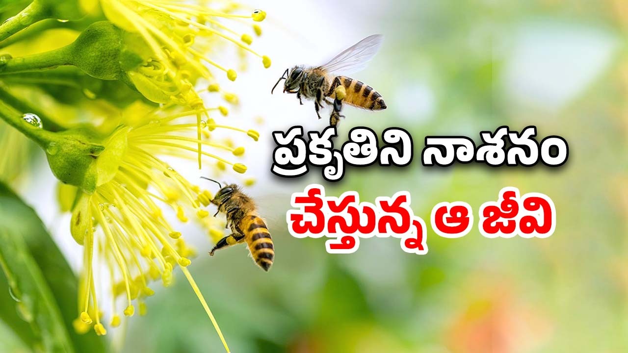 World Honey Bee Day: తేనెటీగలు లేకపోతే మనుషలు లేరు.. పర్యావరణానికి పొంచి ఉన్న ప్రమాదం