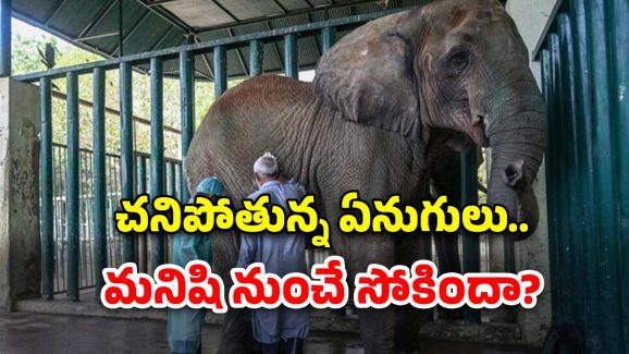 Elephants Fed 400 Pills: ఏనుగులకు రోజూ 400 టాబ్లెట్స్‌తో చికిత్స.. గజరాజులకు ఆ వ్యాధి