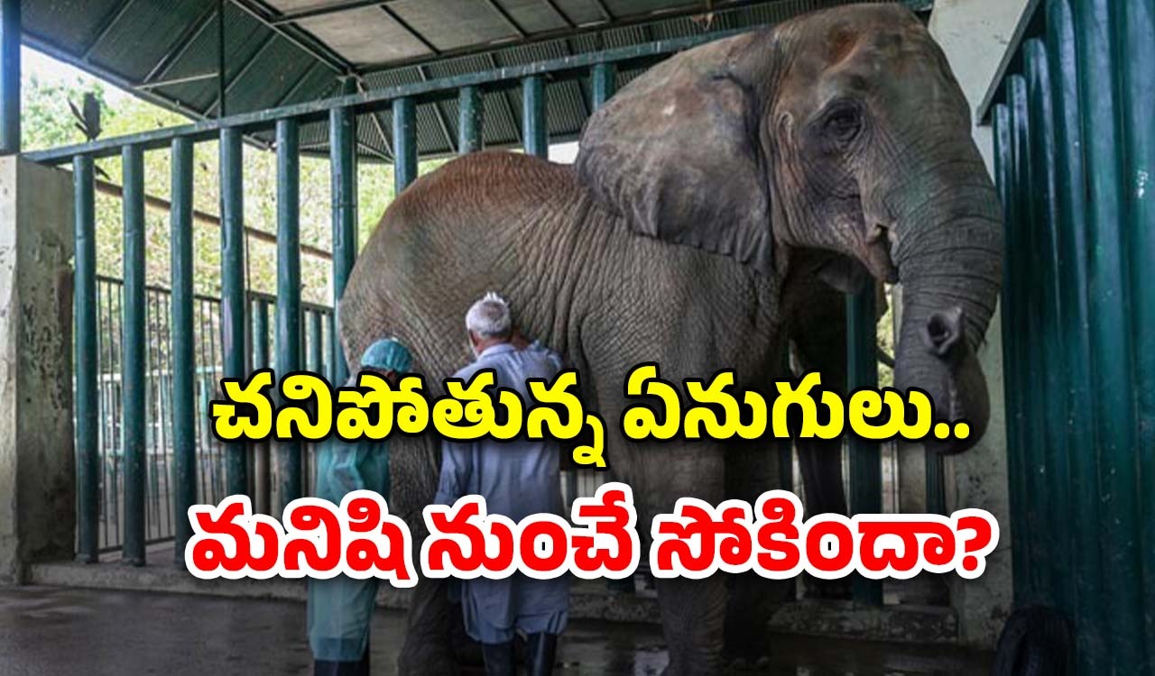 Elephants Fed 400 Pills: ఏనుగులకు రోజూ 400 టాబ్లెట్స్‌తో చికిత్స.. గజరాజులకు ఆ వ్యాధి