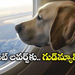Pet Dogs: ఫ్లైట్ లో ఆ కుక్కలను తీసుకెళ్లొచ్చట, విమాన సంస్థల కీలక నిర్ణయం!