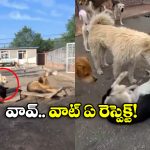 Viral Video: కుక్కలకు కూడా రాజు ఉంటాడా? ఇది చూస్తే మీ కళ్లను మీరే నమ్మలేరు!