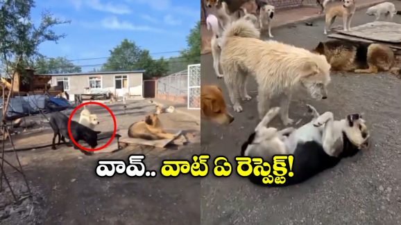 Viral Video: కుక్కలకు కూడా రాజు ఉంటాడా? ఇది చూస్తే మీ కళ్లను మీరే నమ్మలేరు!