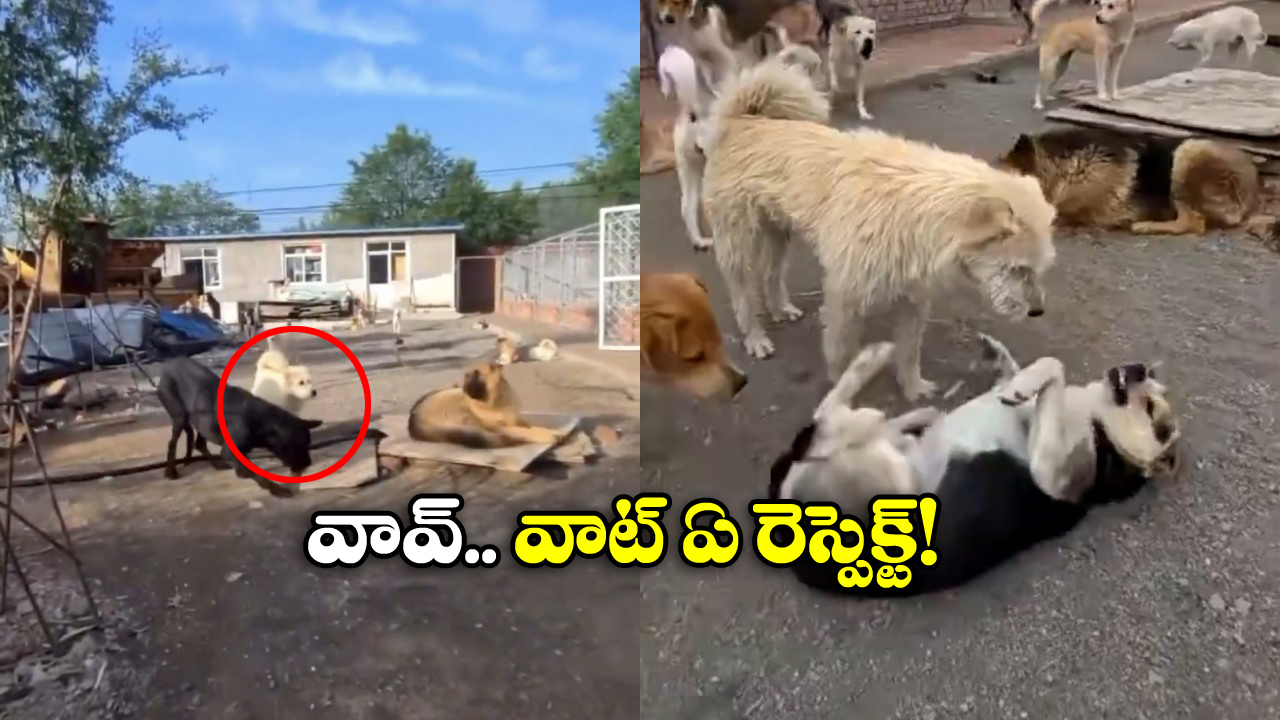 Viral Video: కుక్కలకు కూడా రాజు ఉంటాడా? ఇది చూస్తే మీ కళ్లను మీరే నమ్మలేరు!
