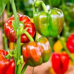 Capsicum: క్యాప్సికం తింటే కడుపులో అల్సర్స్ వస్తాయా? డాక్టర్లు ఏం చెప్తున్నారంటే..